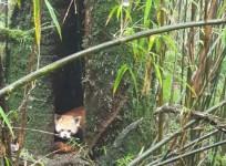 Darjeeling Zoo to get two male Red Pandas this month