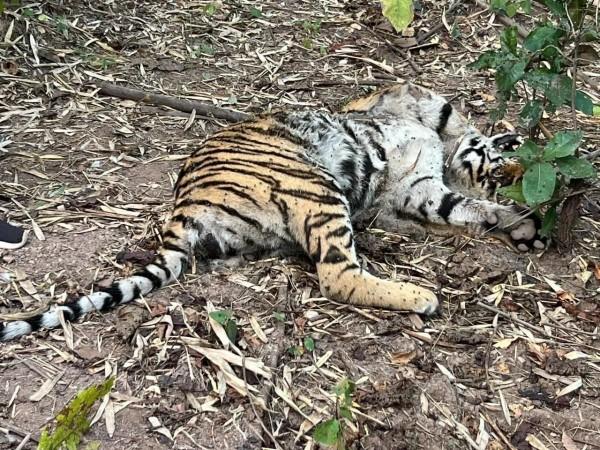 Tiger Killed In 'Territorial Fight' With Another In Telangana Forest Tiger Killed In 'Territorial Fight' With Another In Telangana Forest