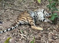 Tiger Killed In 'Territorial Fight' With Another In Telangana Forest