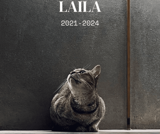 Mumbai cafe faces PR nightmare amid accusations of mishandling pet cat's health; what went on Mumbai cafe faces PR nightmare amid accusations of mishandling pet cat's health; what went on