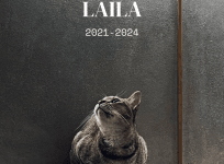 Mumbai cafe faces PR nightmare amid accusations of mishandling pet cat's health; what went on