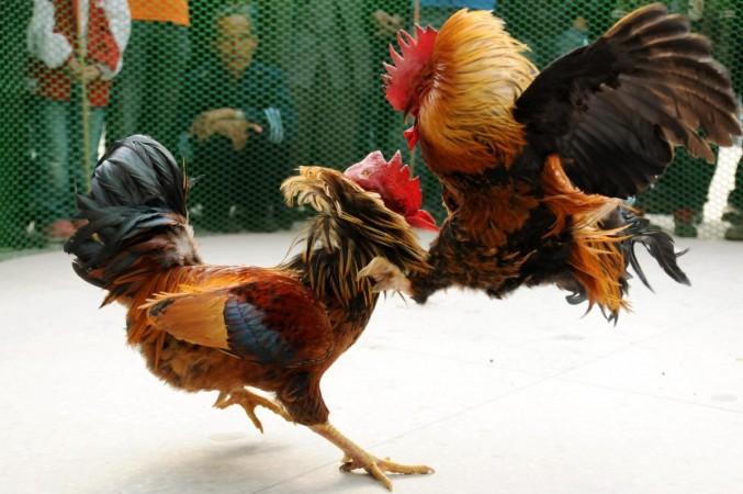 Ahead of Sankranti, HSI urges citizens to report cockfighting events Ahead of Sankranti, HSI urges citizens to report cockfighting events