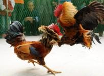 Ahead of Sankranti, HSI urges citizens to report cockfighting events