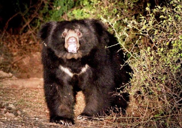 Farmer killed by sloth bear in Pilibhit Tiger reserve Farmer killed by sloth bear in Pilibhit Tiger reserve