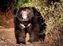 Farmer killed by sloth bear in Pilibhit Tiger reserve