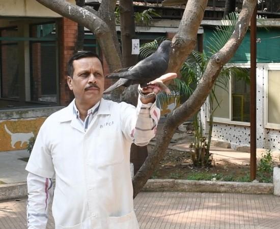 'Chinese Spy' Pigeon Released From Mumbai 'Jail' After PETA Intervention 'Chinese Spy' Pigeon Released From Mumbai 'Jail' After PETA Intervention