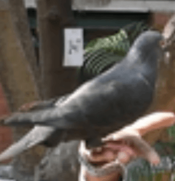 pigeon