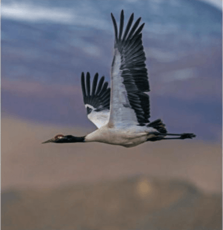 black-necked cranes