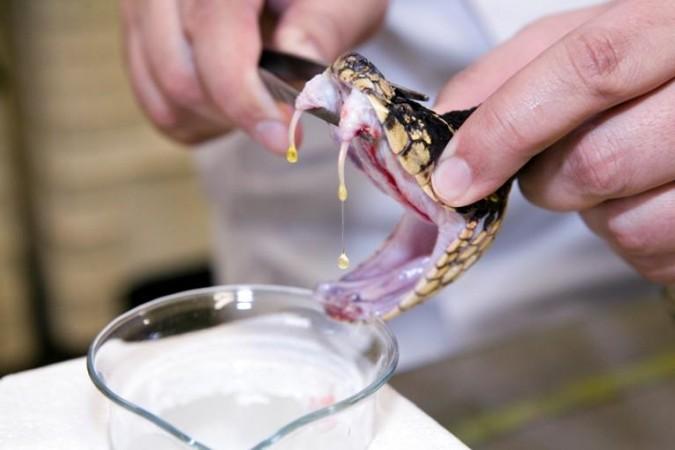 Smuggled Snake Venom Worth Rs 12 Crore Recovered In Bengal Smuggled Snake Venom Worth Rs 12 Crore Recovered In Bengal
