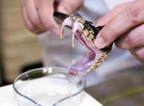 Smuggled Snake Venom Worth Rs 12 Crore Recovered In Bengal