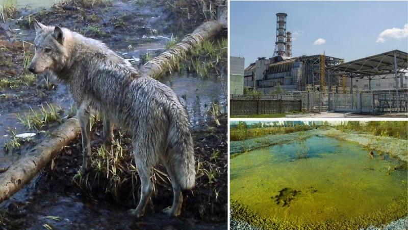 Mutant Chernobyl wolves develop anti-cancer abilities, may pave way for cure: Study Mutant Chernobyl wolves develop anti-cancer abilities, may pave way for cure: Study