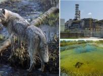Mutant Chernobyl wolves develop anti-cancer abilities, may pave way for cure: Study