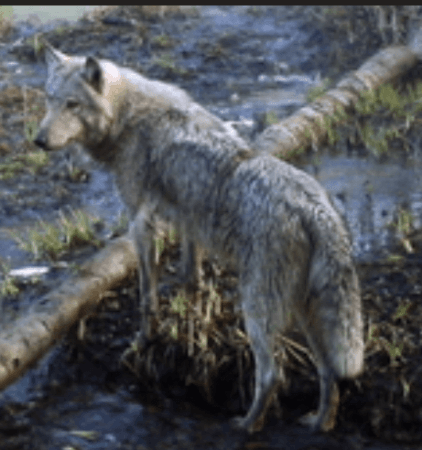 Mutant Chernobyl wolves develop anti-cancer abilities, may pave way for cure: Study Mutant Chernobyl wolves develop anti-cancer abilities, may pave way for cure: Study
