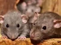 Rats bite patient at government hospital in Telangan