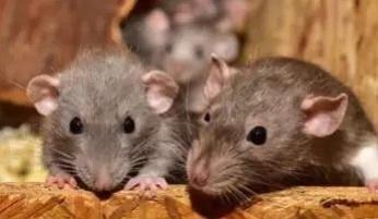 Rats bite patient at government hospital in Telangan Rats bite patient at government hospital in Telangan