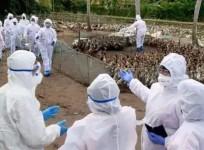 Japan Culls 14,000 Birds After Avian Flu Outbreak