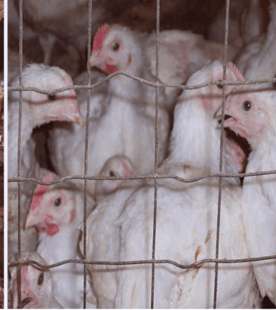 Japan culls 14,000 birds after avian flu outbreak Japan culls 14,000 birds after avian flu outbreak