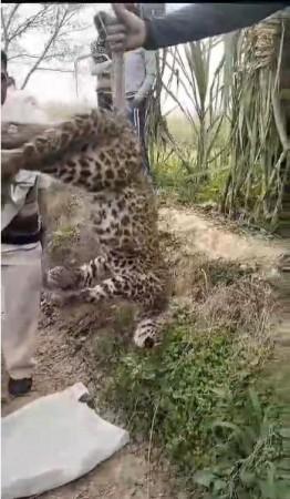 Leopard Found Hanging Upside Down From Tree In UP District Leopard Found Hanging Upside Down From Tree In UP District