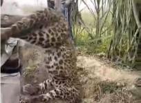 Leopard Found Hanging Upside Down From Tree In UP District