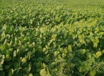 moong crop