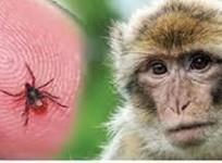 Monkey fever