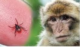 Monkey fever Monkey fever