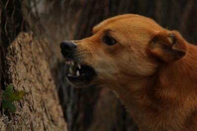 Mad dog bites 17 people in J&K's Baramulla Mad dog bites 17 people in J&K's Baramulla