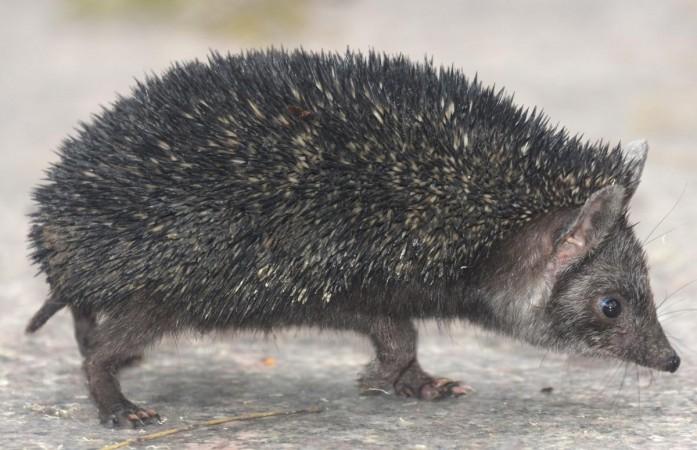 Indian long-eared hedgehog