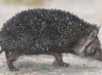Indian long-eared hedgehog