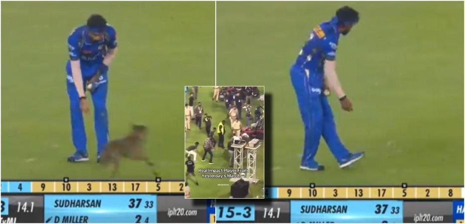 Crowd chants 'Hardik-Hardik after dog ignores him; Varun Dhawan, PETA condemn kicking of dog who invaded MI vs GT IPL game Crowd chants 'Hardik-Hardik after dog ignores him; Varun Dhawan, PETA condemn kicking of dog who invaded MI vs GT IPL game