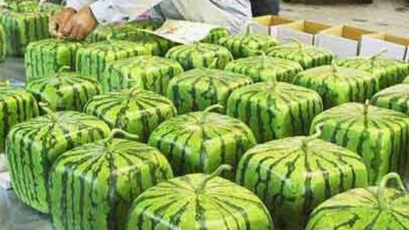 square shaped water melons