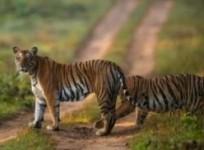 Anamalai Tiger Reserve area