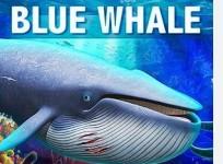 Blue whale game