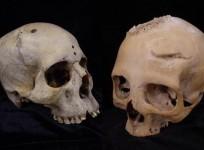 skulls