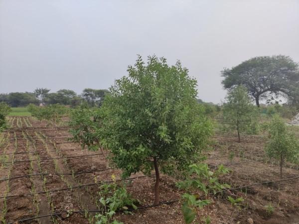 Picture of the farm of Biradar Falgun, in Wadmurambi, Deoni Taluka Picture of the farm of Biradar Falgun, in Wadmurambi, Deoni Taluka