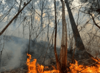 Wildfire