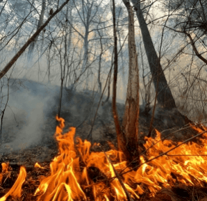 Wildfire