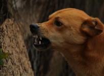 dog bite