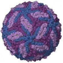 Zika virus