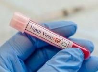 Nipah virus