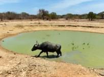 Buffalo