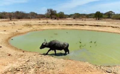 Buffalo scores where panchayat fails, finds its owner in UP village Buffalo