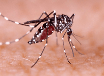 Dengue can seriously affect your brain, nervous system: Doctors