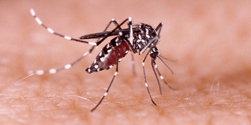 Dengue