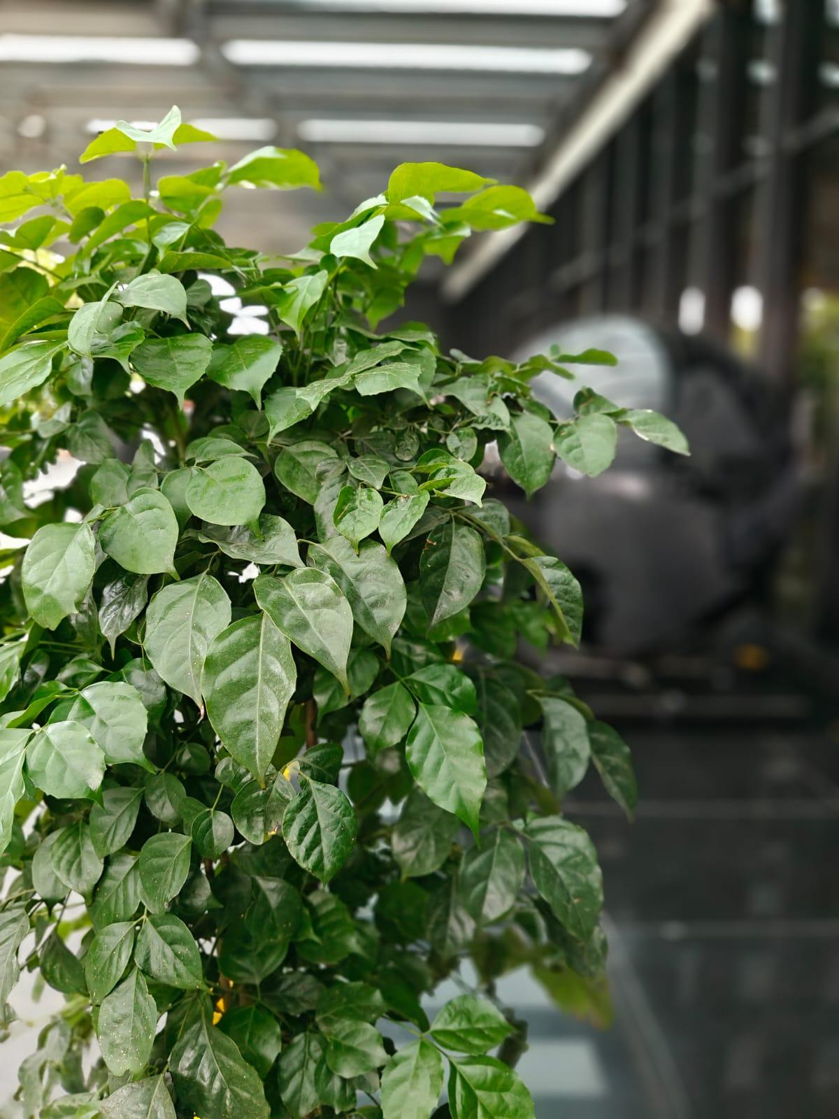 Shot on OnePlus Nord 4