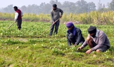 Finance Ministry is urging banks to enhance credit for animal husbandry, dairying, and fisheries to meet set targets Farm sector gets boost as Agri Infra Fund mobilises Rs 73,194 crore: Eco Survey