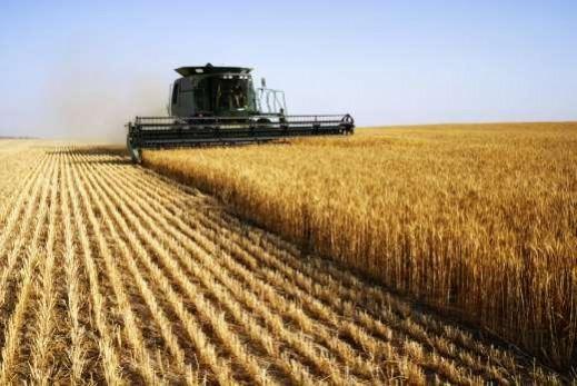 crop yielding crop yielding