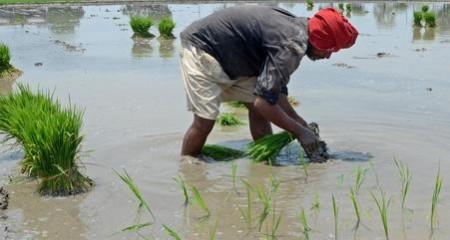 TN Delta farmers for short-term samba crop after K'taka denies Cauvery water TN Delta farmers for short-term samba crop after K'taka denies Cauvery water TN Delta farmers for short-term samba crop after K'taka denies Cauvery water