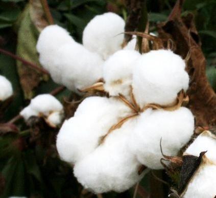 Bt cotton yielded high incomes for farmers Bt cotton yielded high incomes for farmers