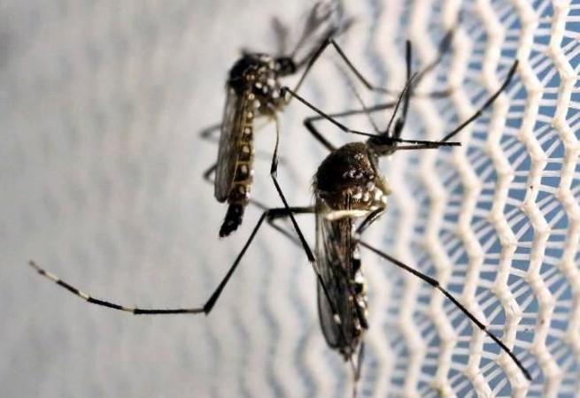 dengue